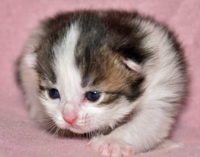 sibirisk kattunge Titan