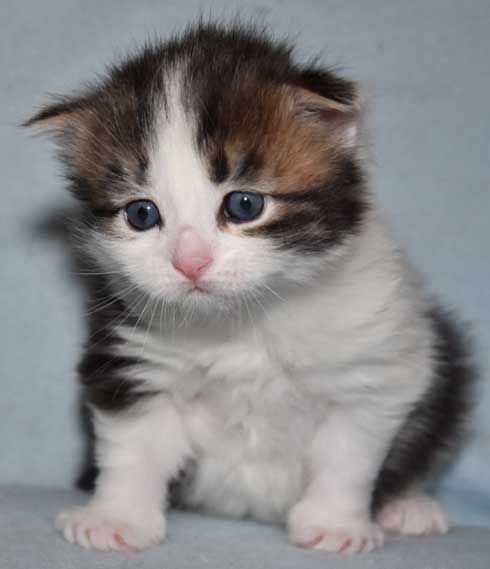 sibirisk kattunge Titan