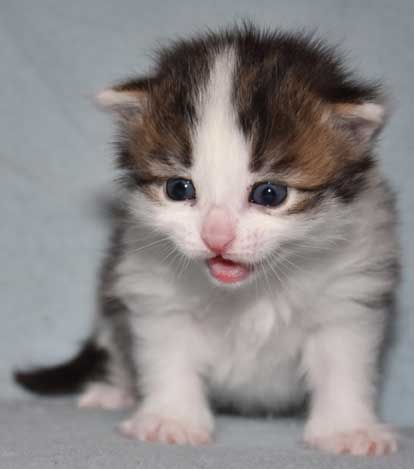 sibirisk kattunge Titania