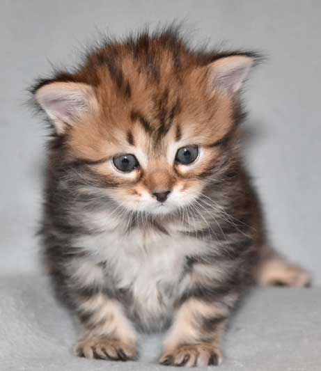 sibirisk katt Sicilia