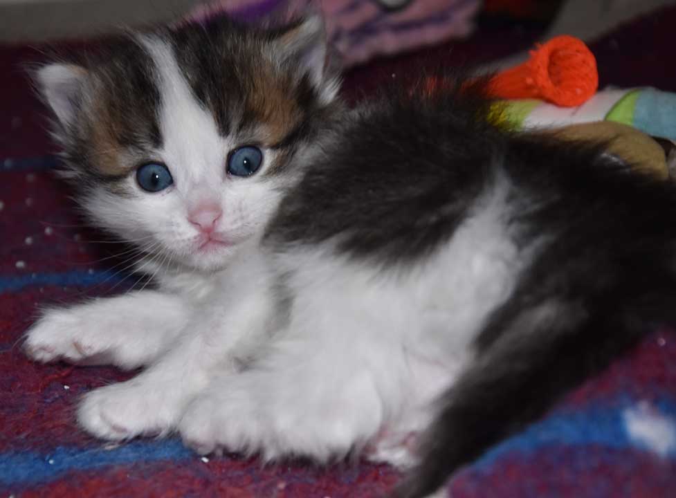 sibirisk kattunge Titania