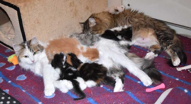 sibirisk katt