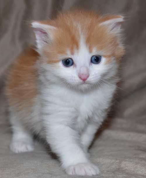 Sibirisk kattunge Triton