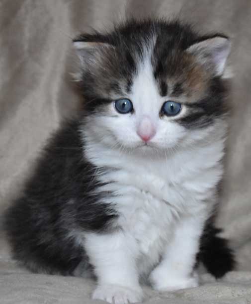 sibirisk kattunge Titan