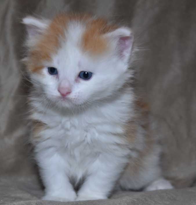 sibirisk kattunge Thebe