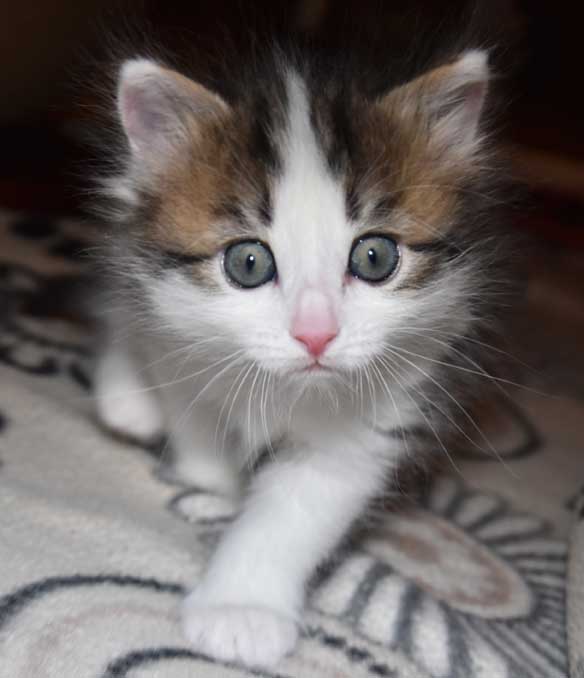 sibirisk kattunge Titania