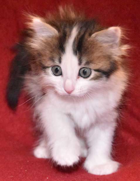 sibirisk kattunge Titania
