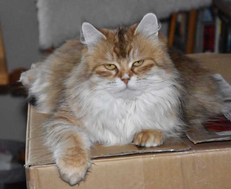 Sibirisk katt Uni