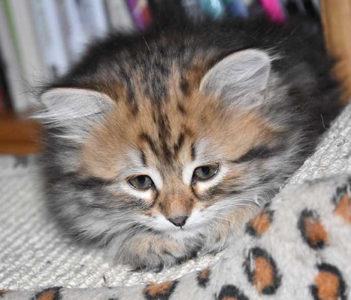 sibirisk kattunge Sicilia
