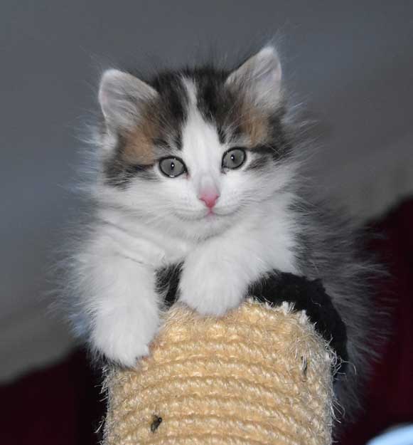 sibirisk kattunge Titania
