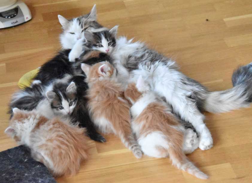 sibirisk katt Tracie