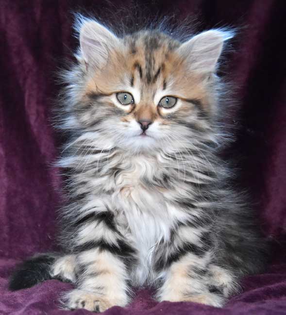 sibirisk kattunge Sicilia