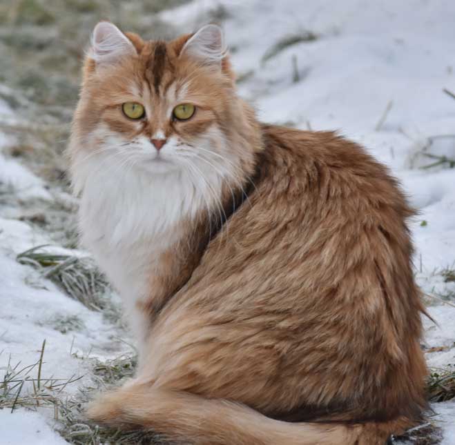 Sibirisk katt Uni