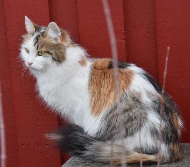 sibirisk katt Tracie