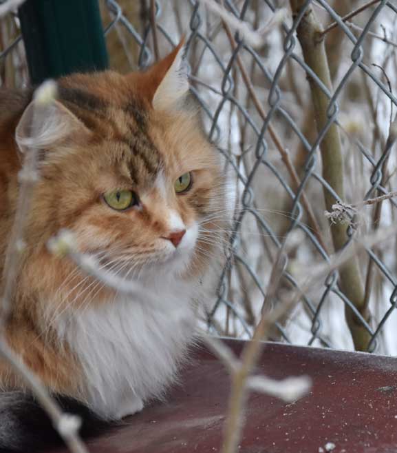 sibirisk katt Dani
