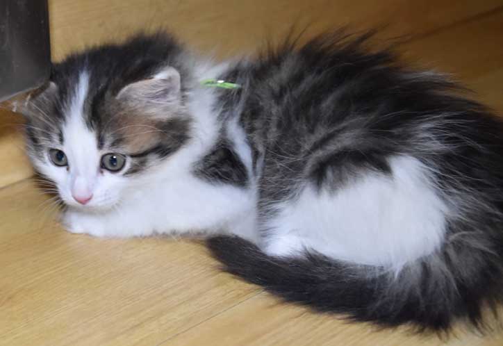 sibirisk kattunge Titania
