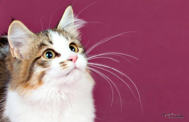 sibirisk katt Electra