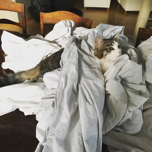sibirisk kattunge Kalypso