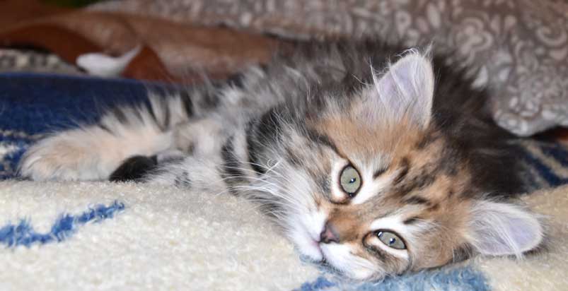 sibirisk kattunge Sicilia