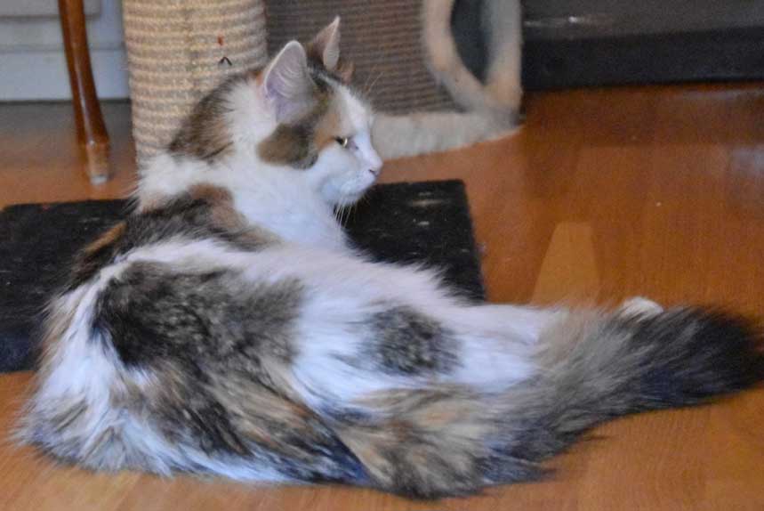 sibirisk katt Tracie