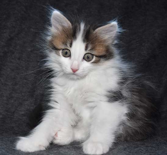 sibirisk kattunge Titania