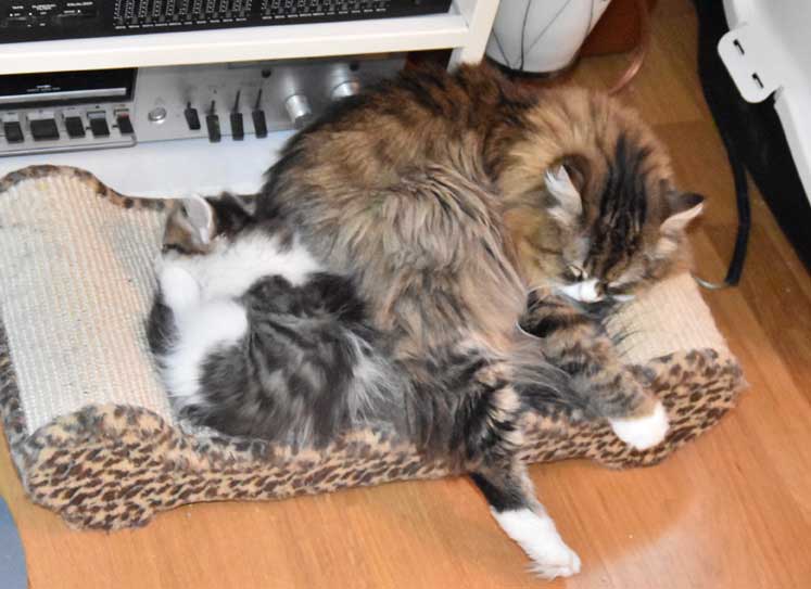 sibirisk katt Mitzi