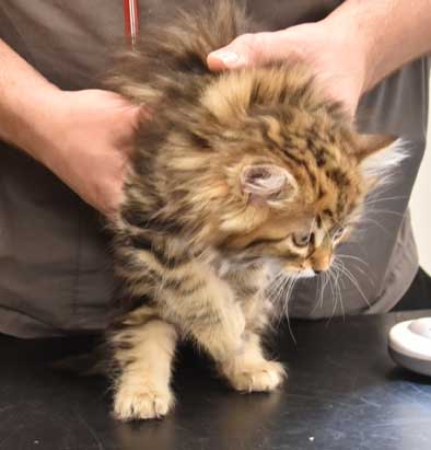 sibirisk kattunge Sicilia
