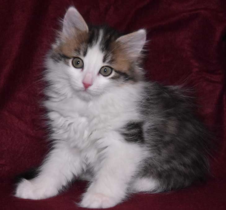 sibirisk kattunge Titania