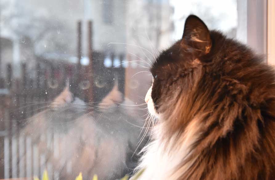 sibirisk katt Olea