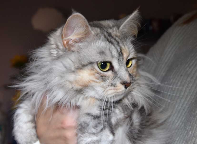 sibirisk katt Zinnie