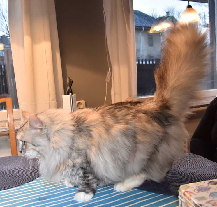 sibirisk katt Zinnie