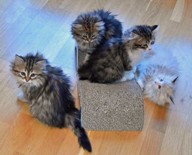 sibirisk kattungar Ss-kull