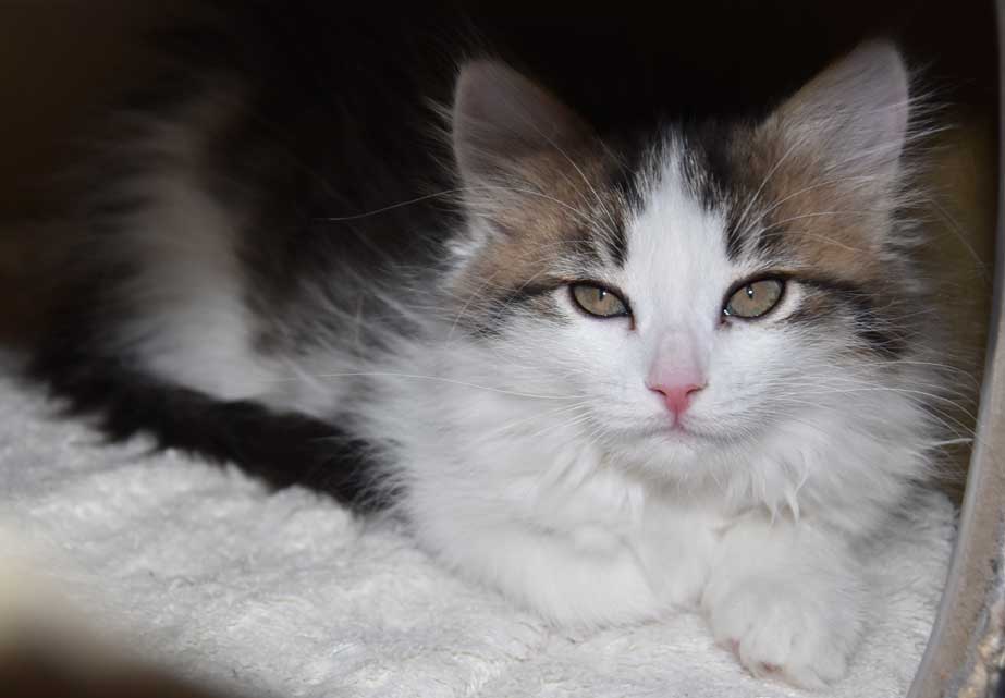 sibirisk kattunge Titania