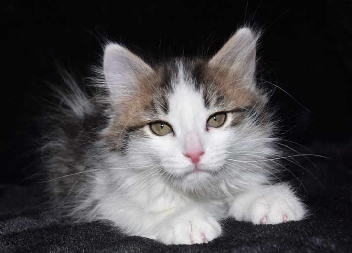 sibirisk kattunge Titania