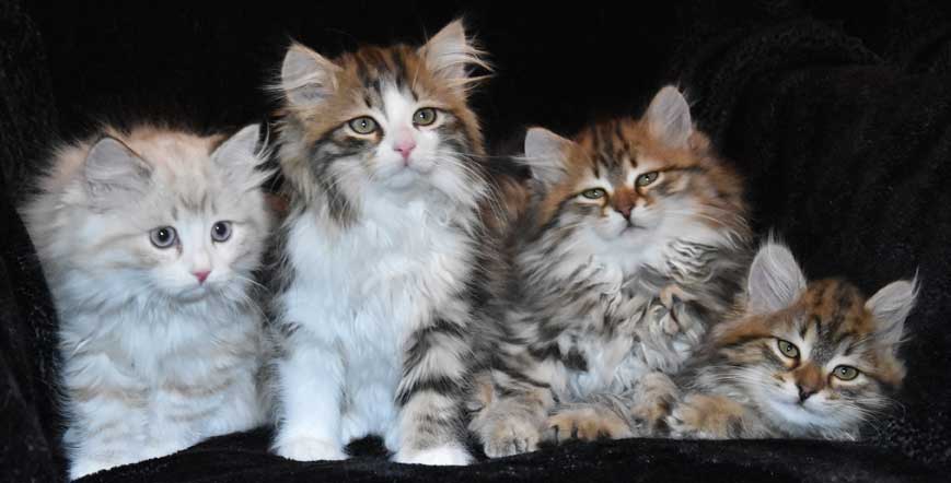 sibirisk kattunge Ss-kull