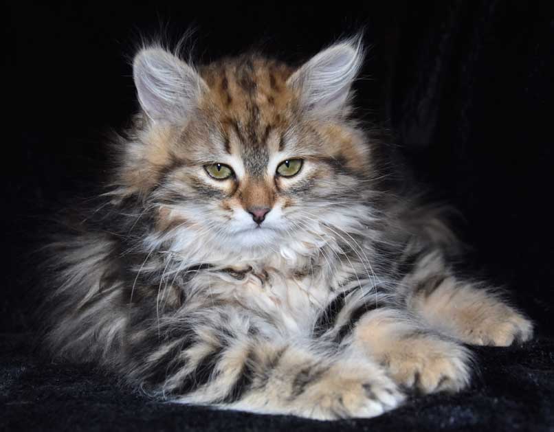 sibirisk kattunge Sicilia