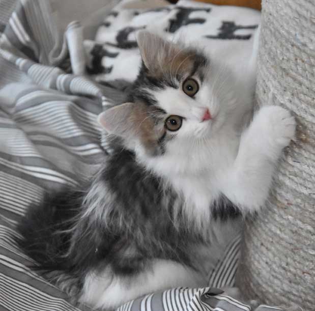 sibirisk kattunge Titania