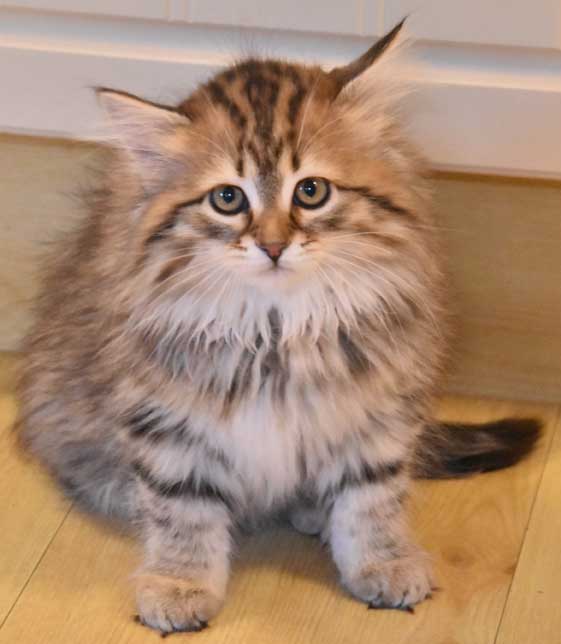 sibirisk katt Styx