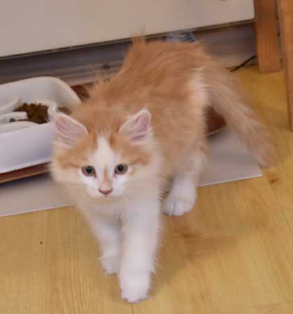 sibirisk kattunge Tethys