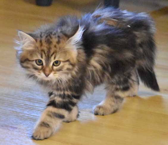 sibirisk kattunge Sicilia