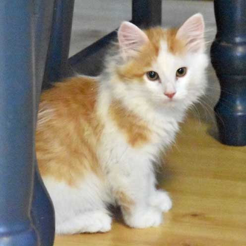 sibirisk kattunge Thebe