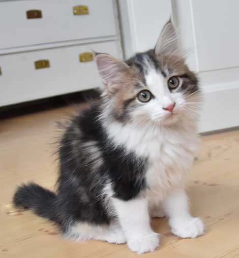 sibirisk kattunge Titan