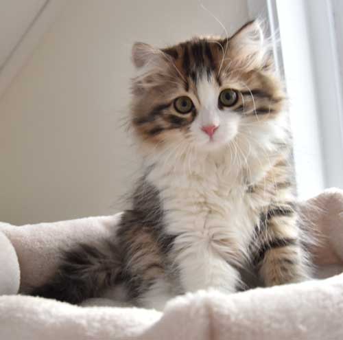 sibirisk katt Salsa