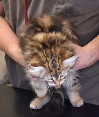 sibirisk kattunge Sicilia