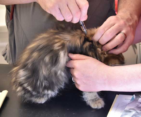 sibirisk kattunge Sicilia