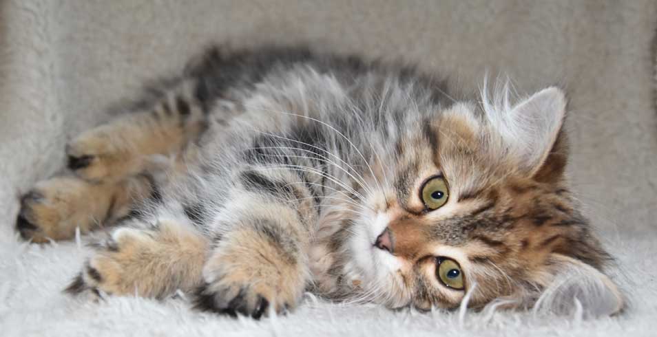 sibirisk kattunge Sicilia
