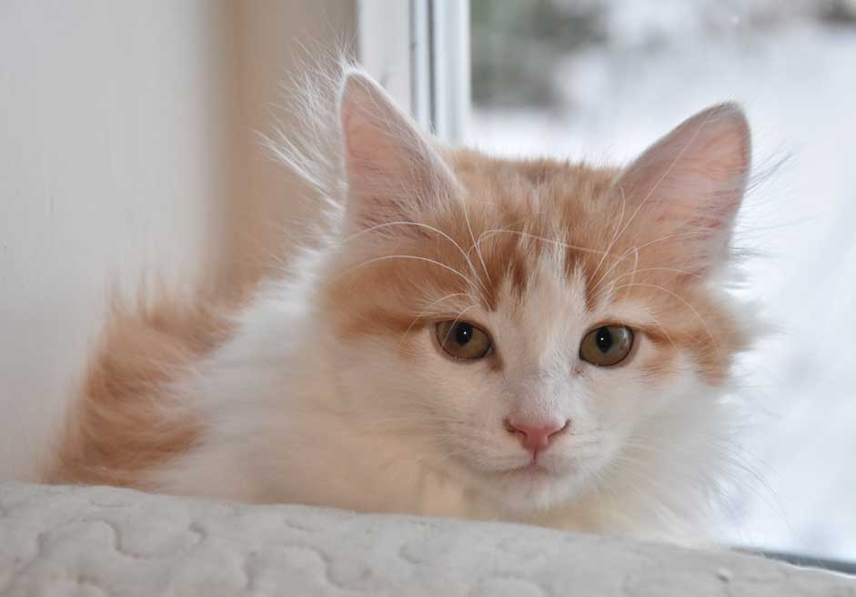 sibirisk kattunge Triton