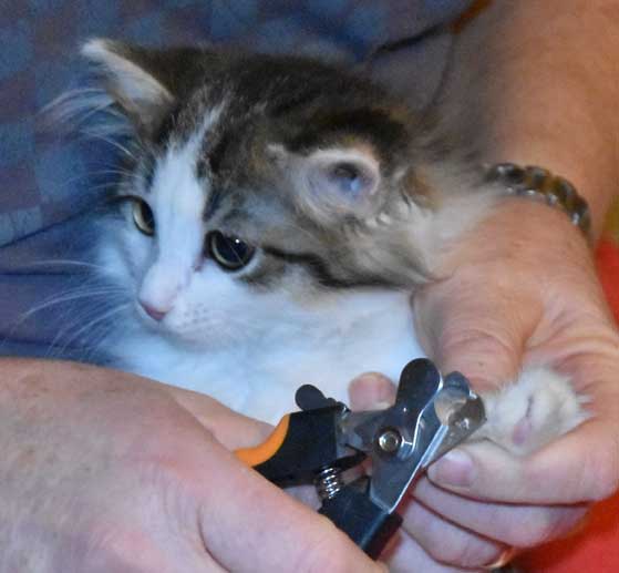 sibirisk kattunge Titania