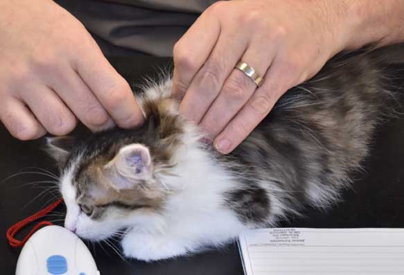 sibirisk kattunge Titania