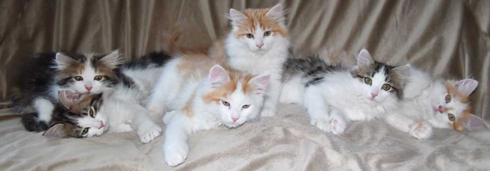 sibirisk kattungar Tt-kull